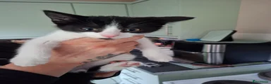 Mixed Breed Kitten 3