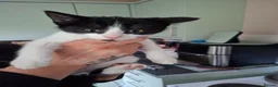 Mixed Breed cats for sale: Kitten for sale - Advert 4
