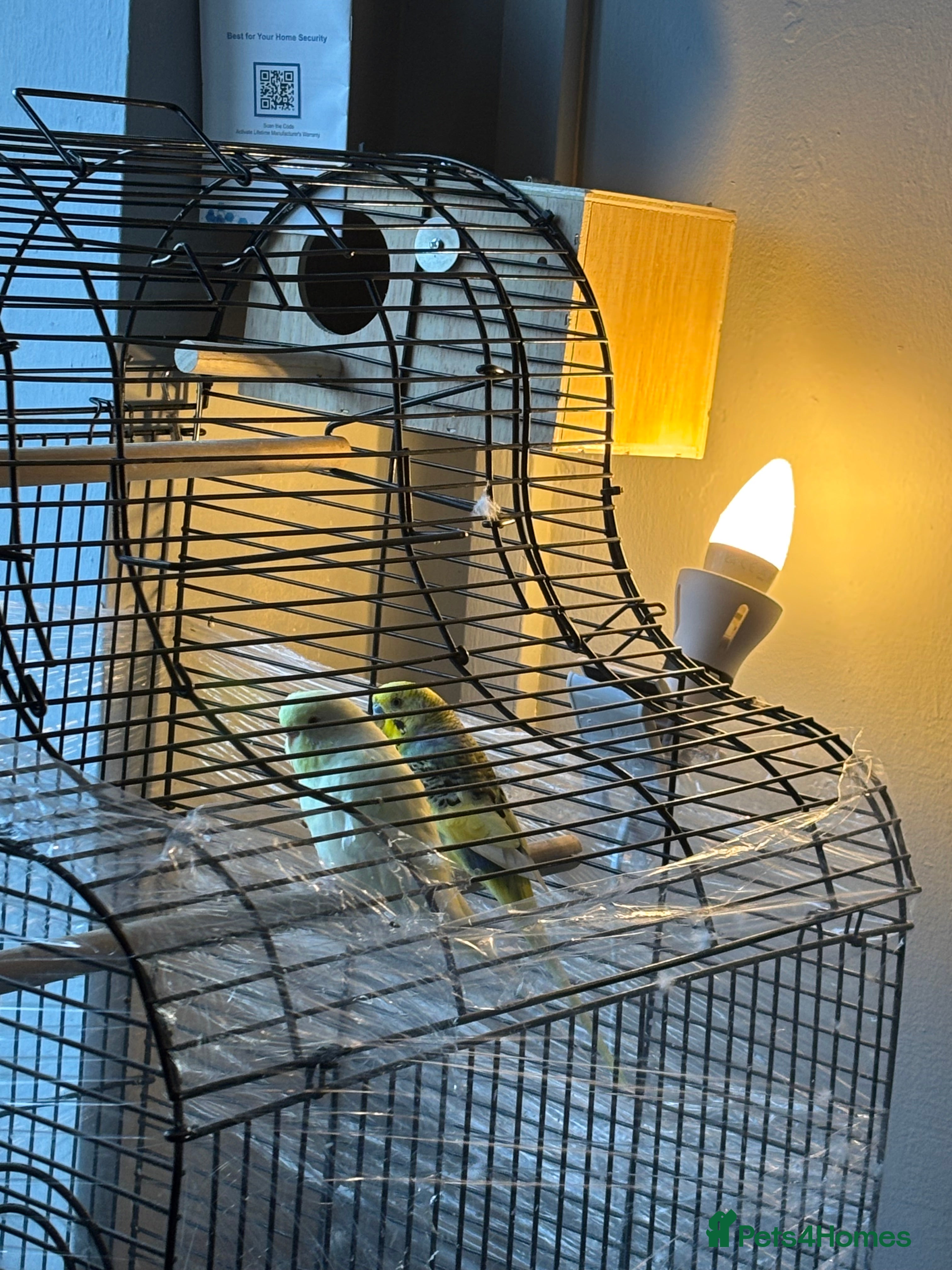 Budgerigars birds Male  - Advert 2