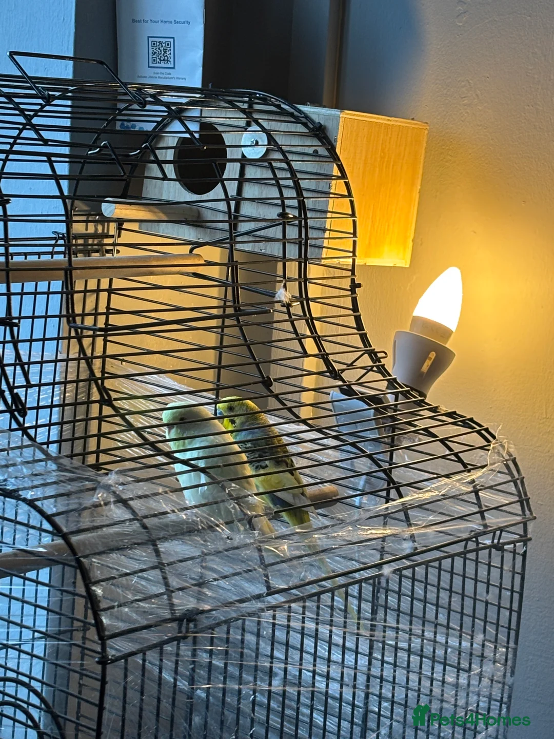 Budgerigars birds for sale: Male  - Advert 1