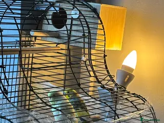 Budgerigars birds Male - Advert 1