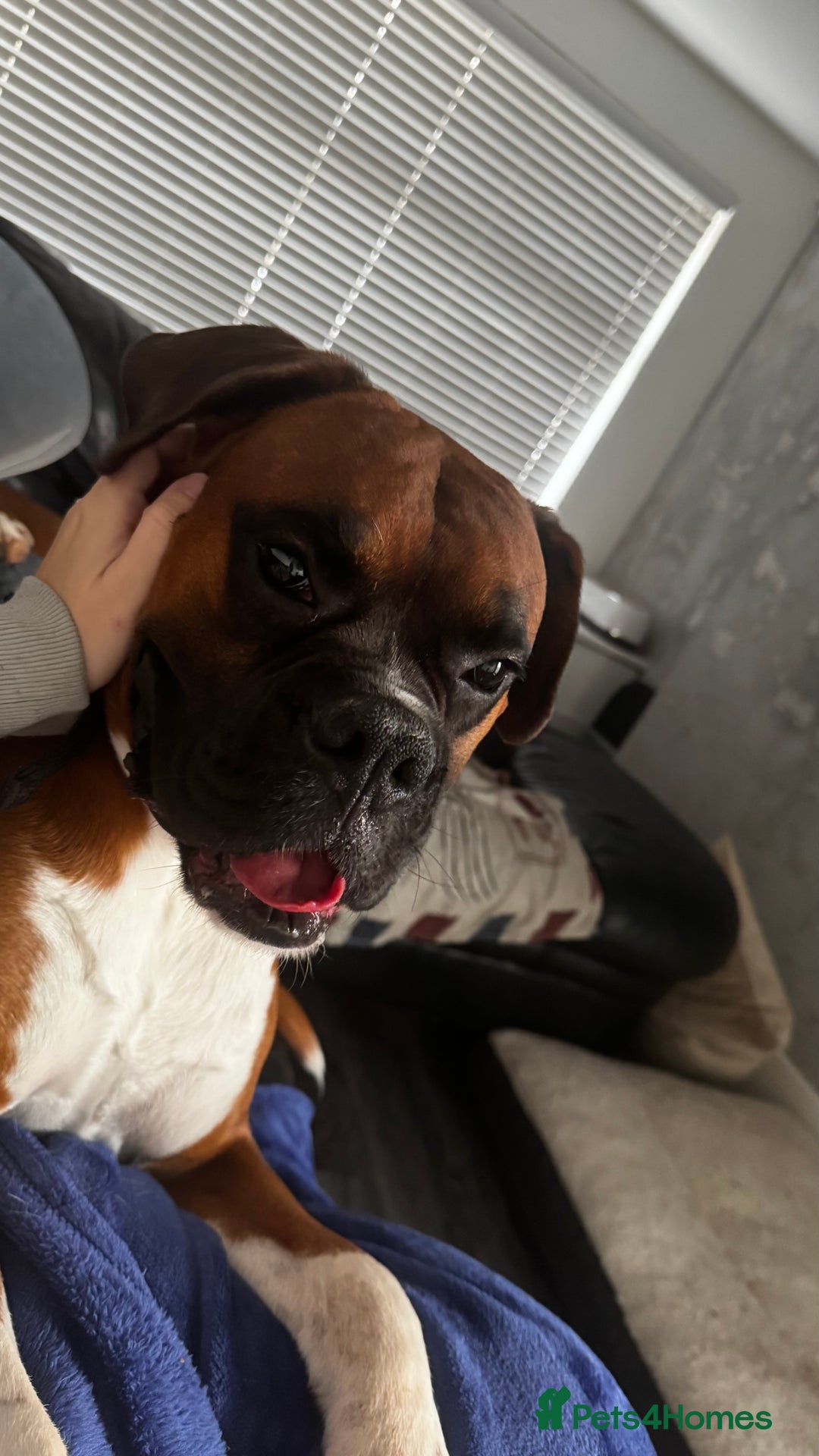 Boxer dogs for sale: A Second Chance for a Gentle Boxer - Advert 32