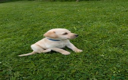 Labrador Retriever dogs for sale: Healthy Adorable kC registered Labrador puppies  - Image 14