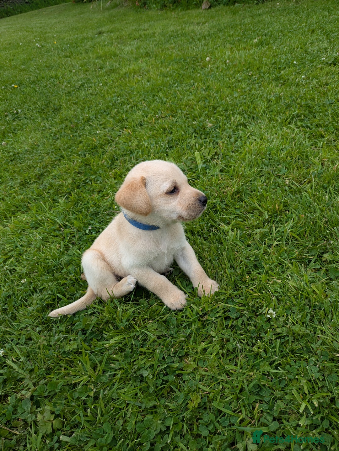 Labrador Retriever dogs for sale: Healthy Adorable kC registered Labrador puppies  - Image 14