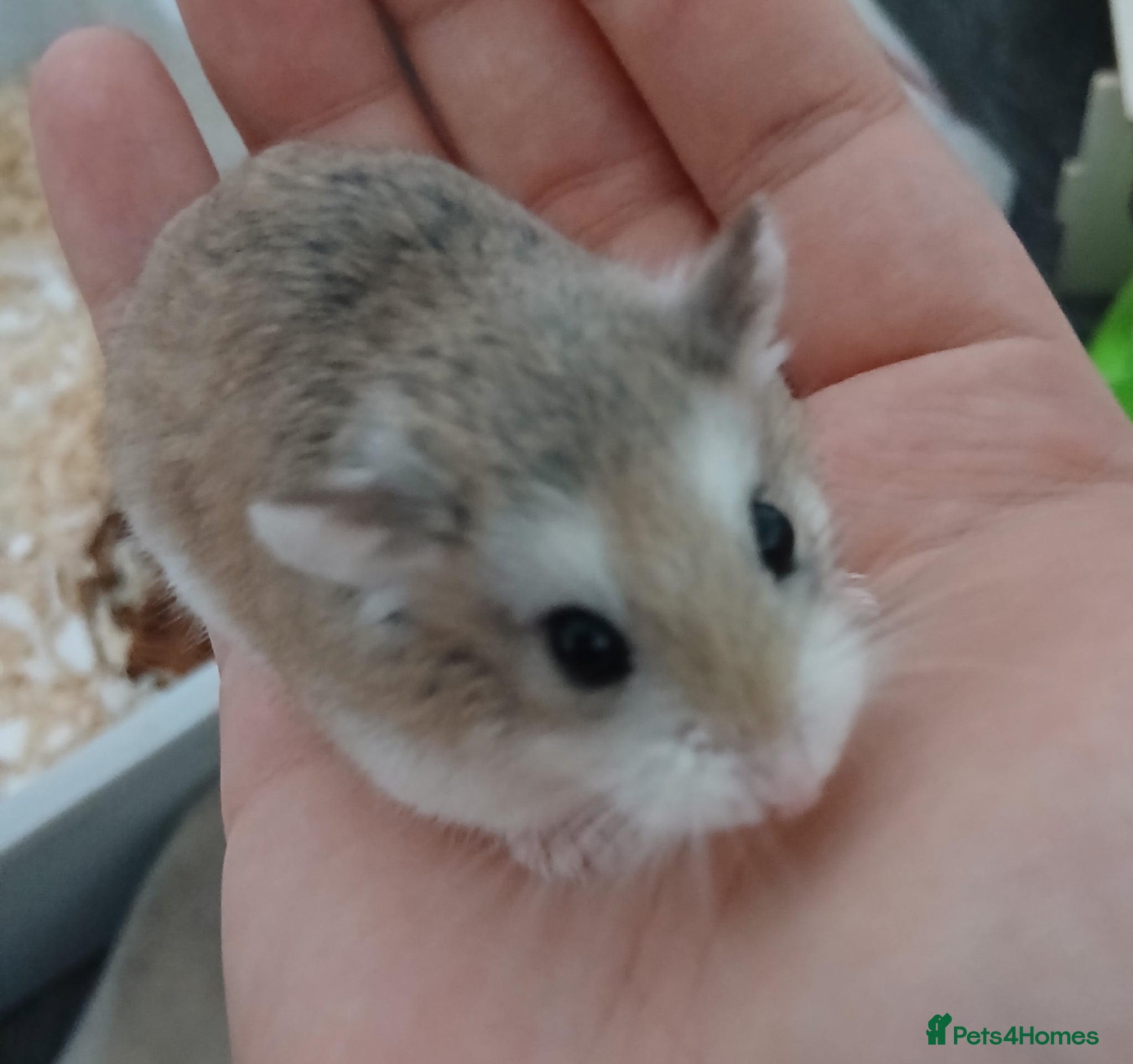 Hamster rodents Female Roborovski Hamster in Swanley - Advert 1