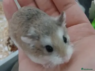 Hamster rodents Female Roborovski Hamster in Swanley - Advert 1