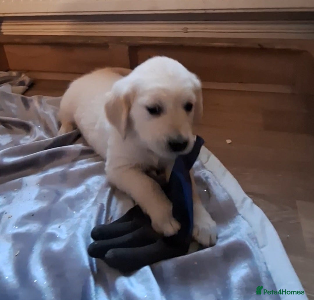 Golden Retriever dogs for sale: ⭐️⭐️Beautiful White Golden Retriever Pups ⭐️⭐️ - Advert 3