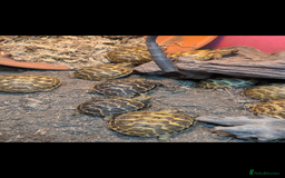 Tortoise reptiles for sale: Baby horsfield tortoises  in Dereham - Image 1