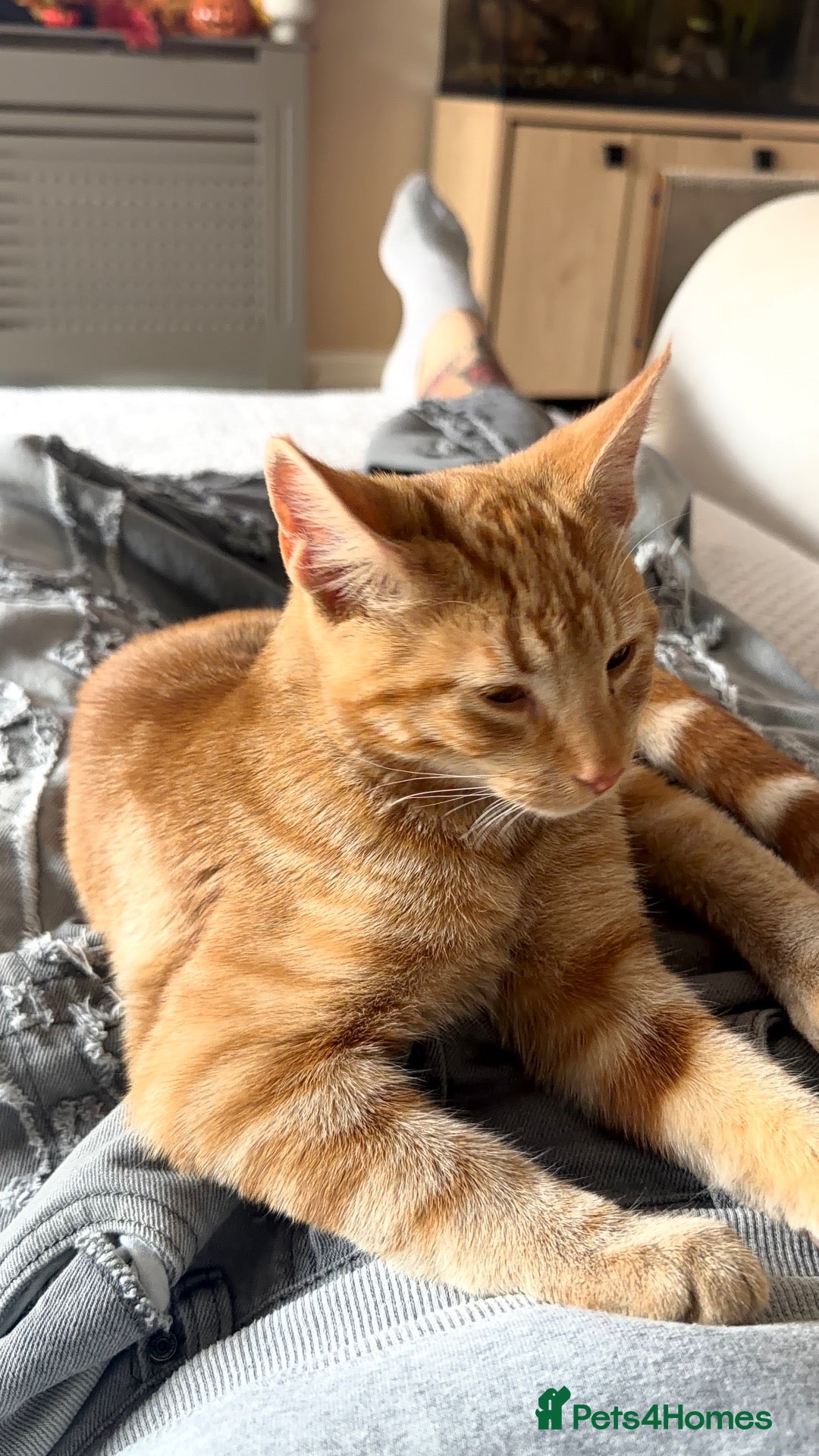 Mixed Breed cats for sale: Male Kitten - Advert 7