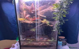 Frog reptiles for sale: Dart frogs - Image 1