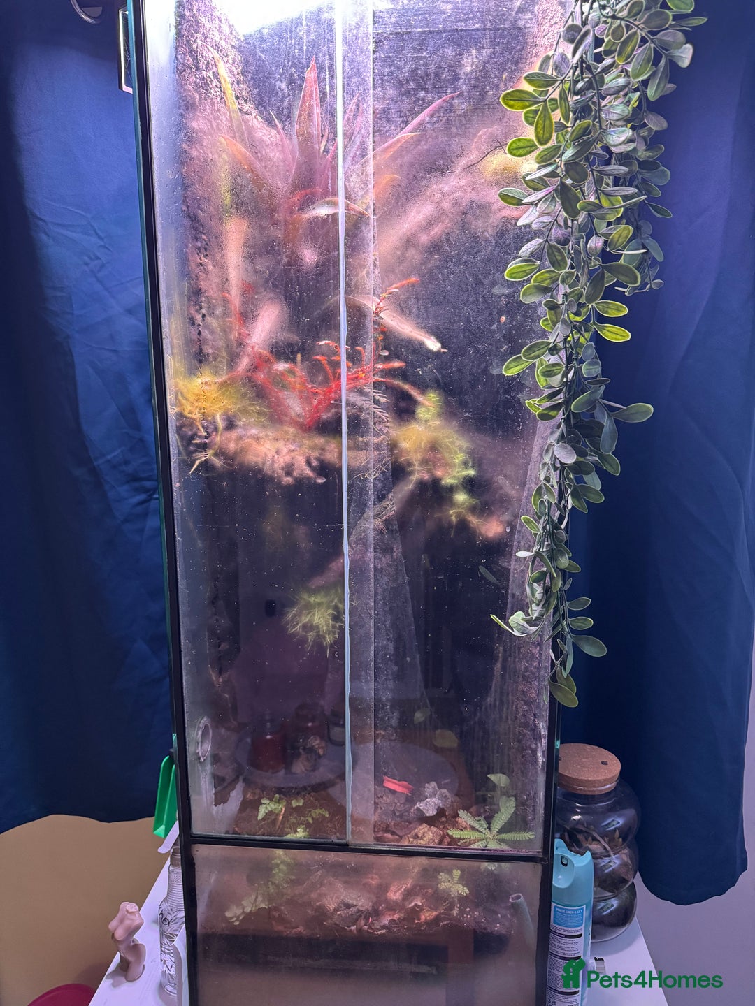 Frog reptiles for sale: Dart frogs - Image 1