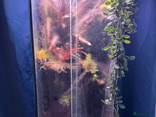 Frog reptiles - Advert 1