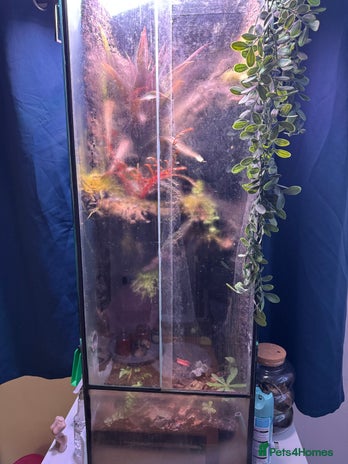 Frog reptiles - Advert 1