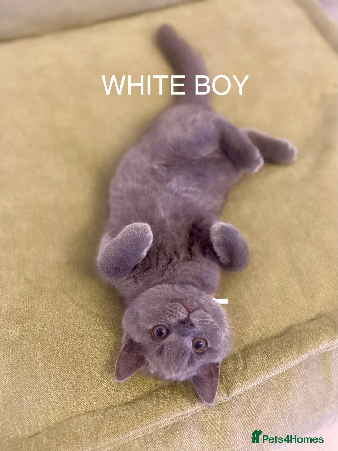 British Shorthair cats for sale: GCCF registered British shorthair kittens  - Advert 5