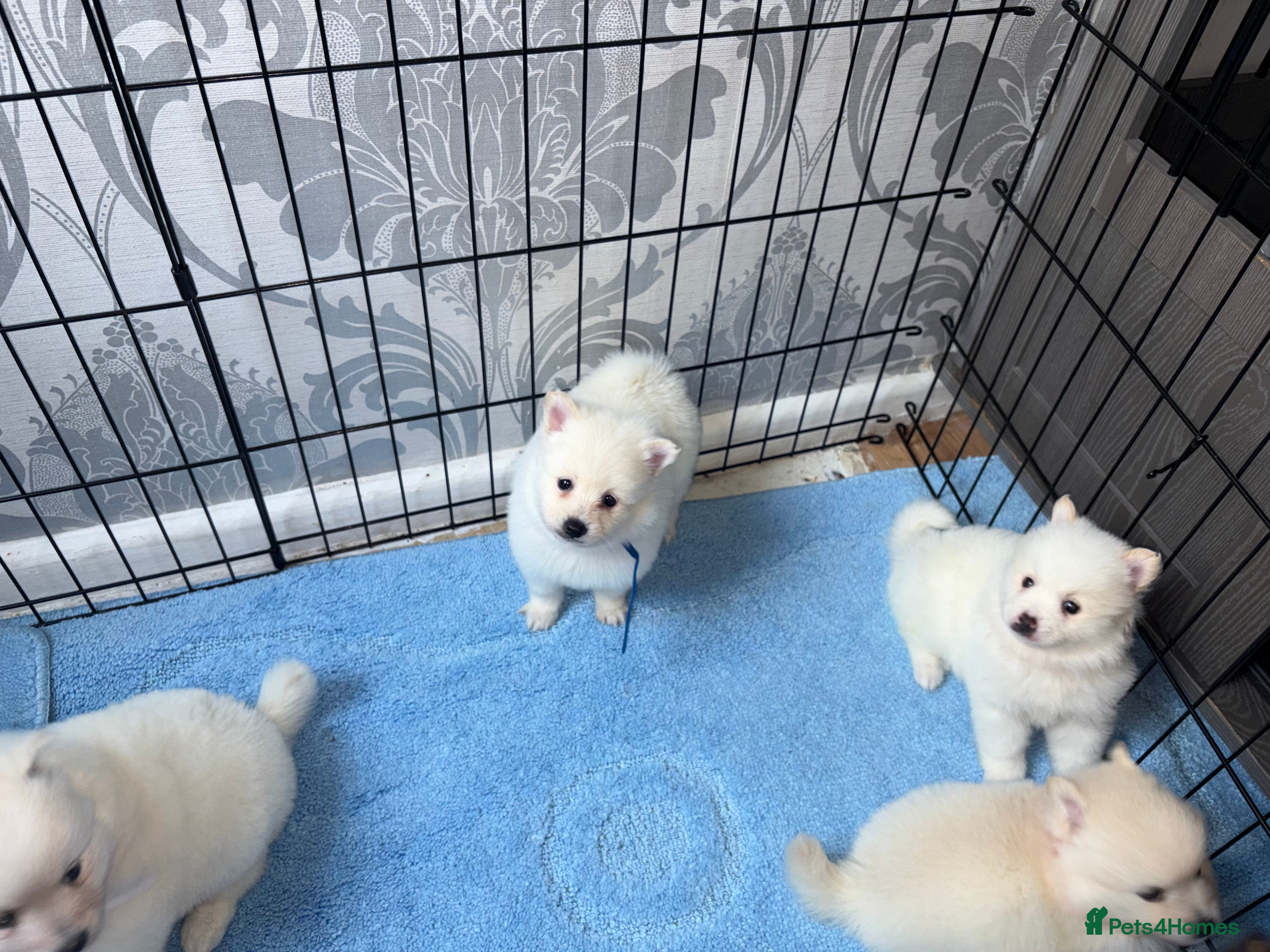 Japanese Spitz dogs Stunning Japanese spitz puppy’s  - Advert 1