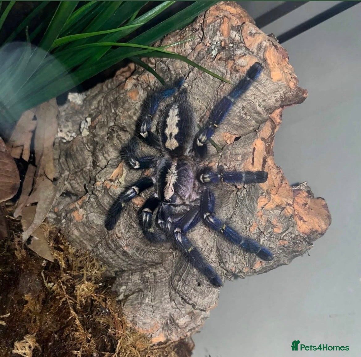 Tarantulas invertebrates 6 arboreal tarantulas and setups, poecilotheria  - Advert 4