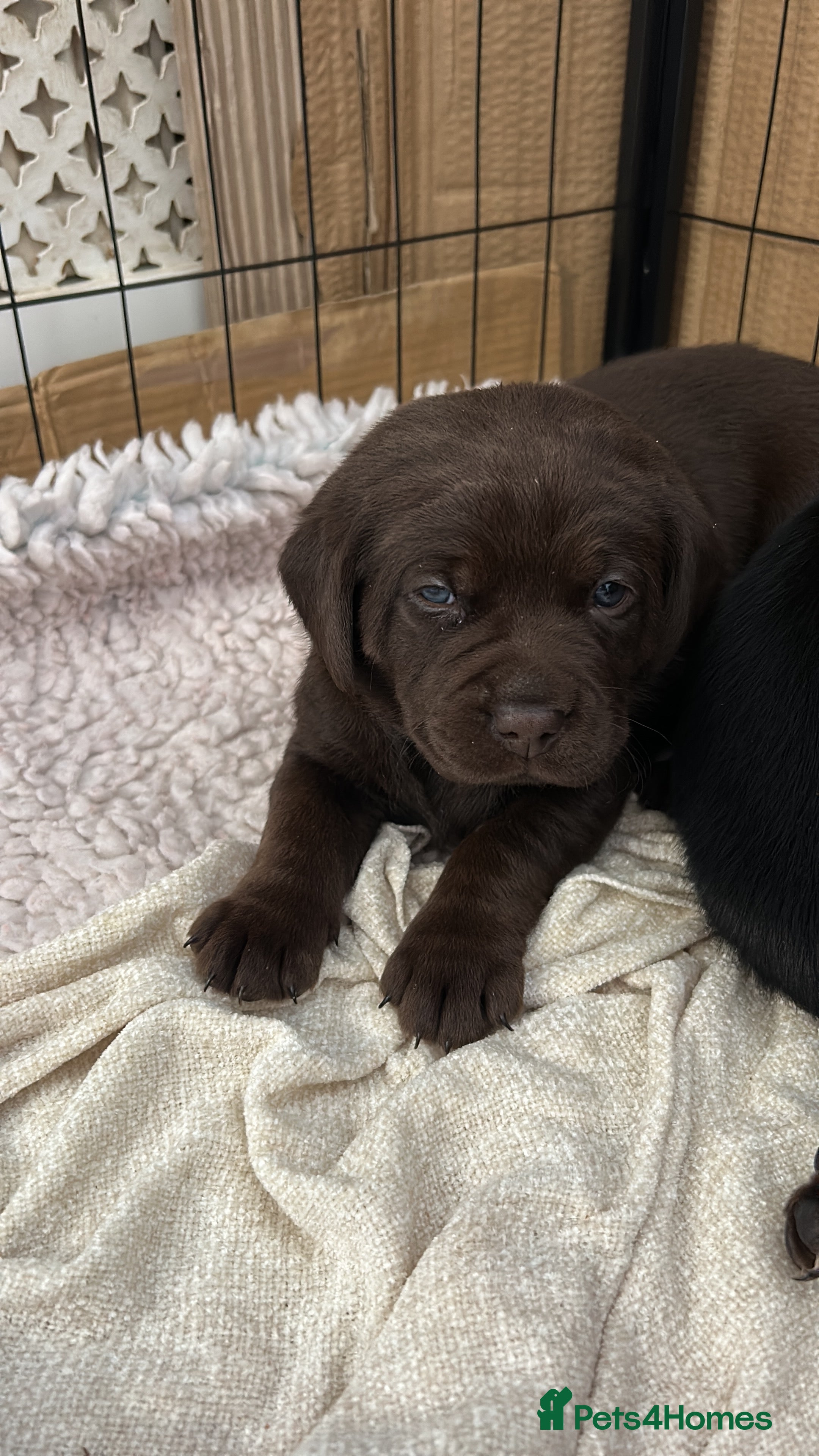 Labrador Retriever dogs Labrador puppies  - Advert 2