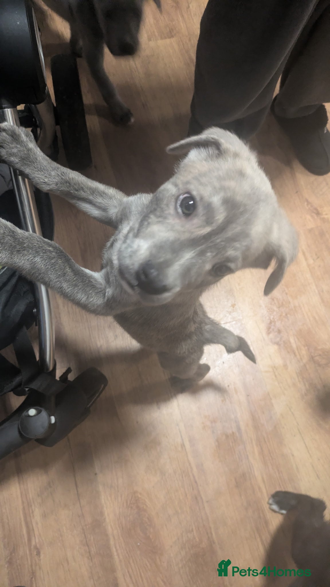 Mixed Breed dogs Cane corso X Alaskan malamute puppies - Advert 8