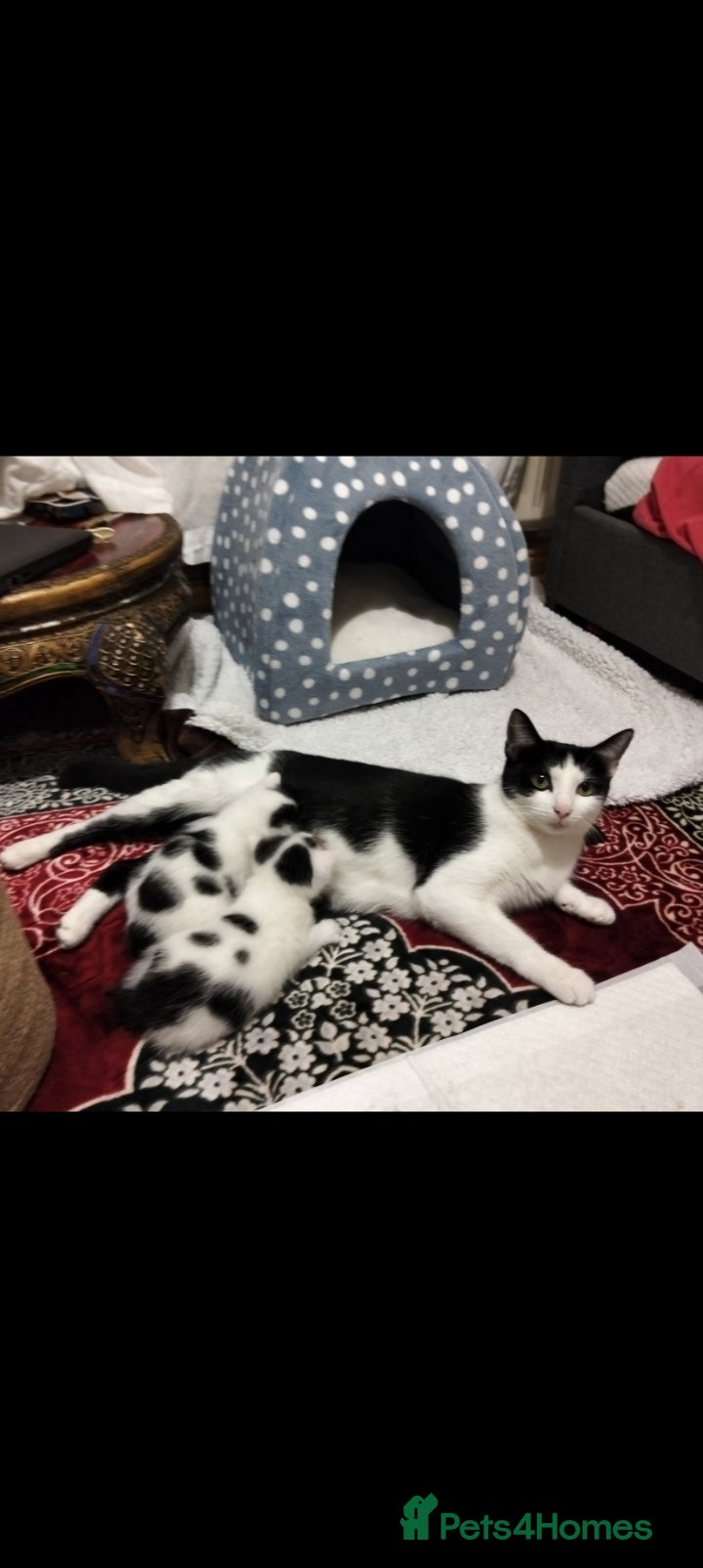 Mixed Breed cats Lovely kittens in Doncaster - Advert 1