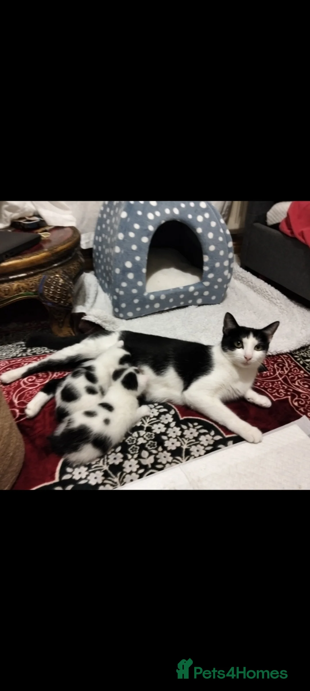 Mixed Breed cats for sale: Lovely kittens in Doncaster - Advert 1