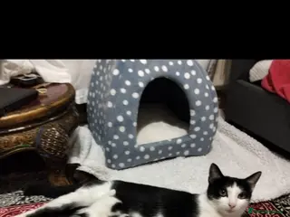 Mixed Breed cats Lovely kittens in Doncaster - Advert 1