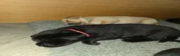 Labrador Retriever dogs for sale: Stunning KC Labrador Puppies With Mam&Dad at Home - Advert 20