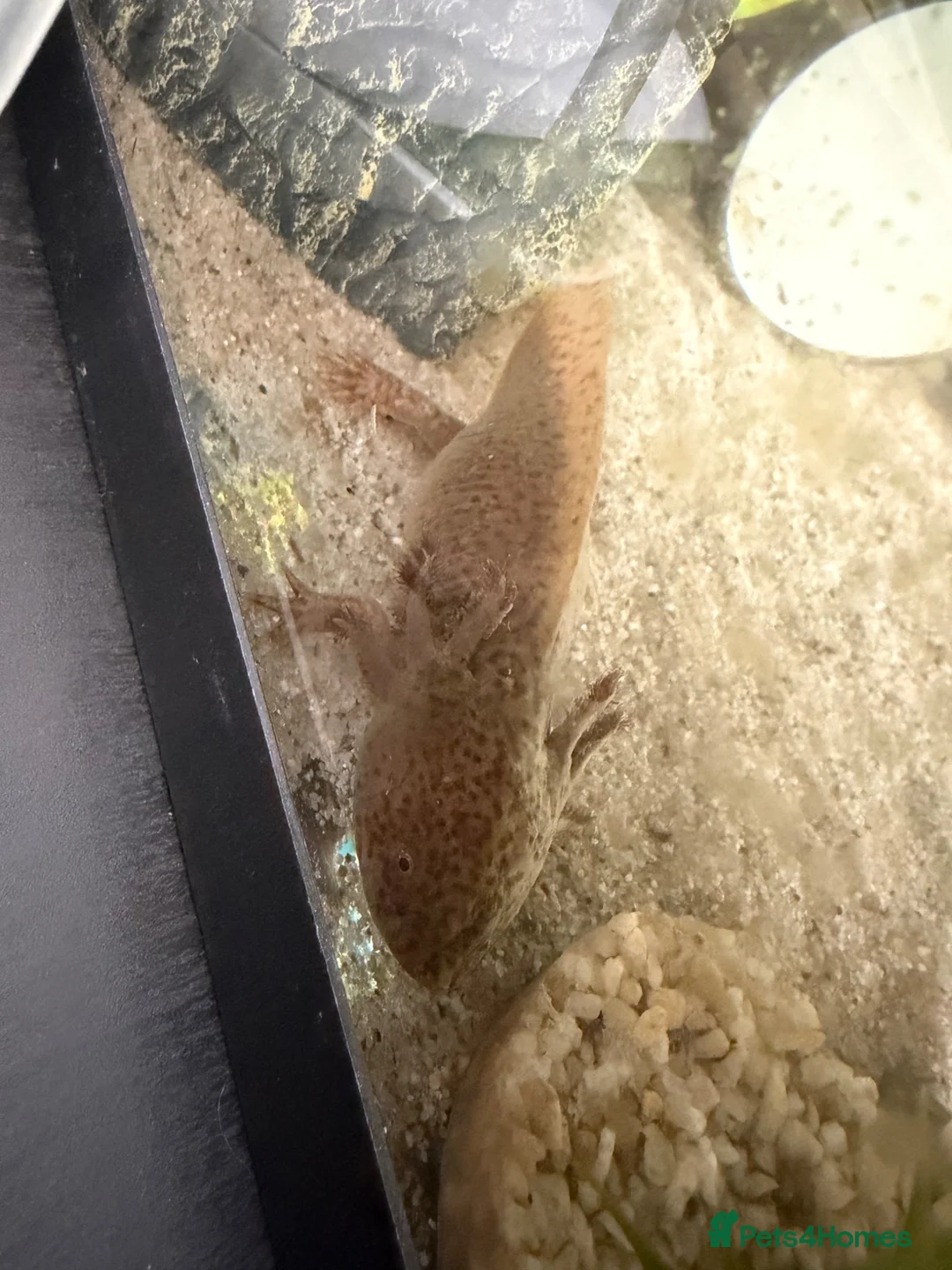 Axolotl reptiles for sale: Copper Wild Axolotls - Advert 1