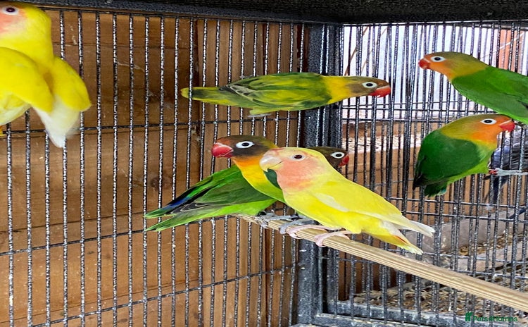 Lovebirds birds - Advert 1