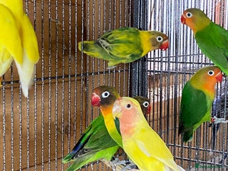 Lovebirds birds - Advert 13