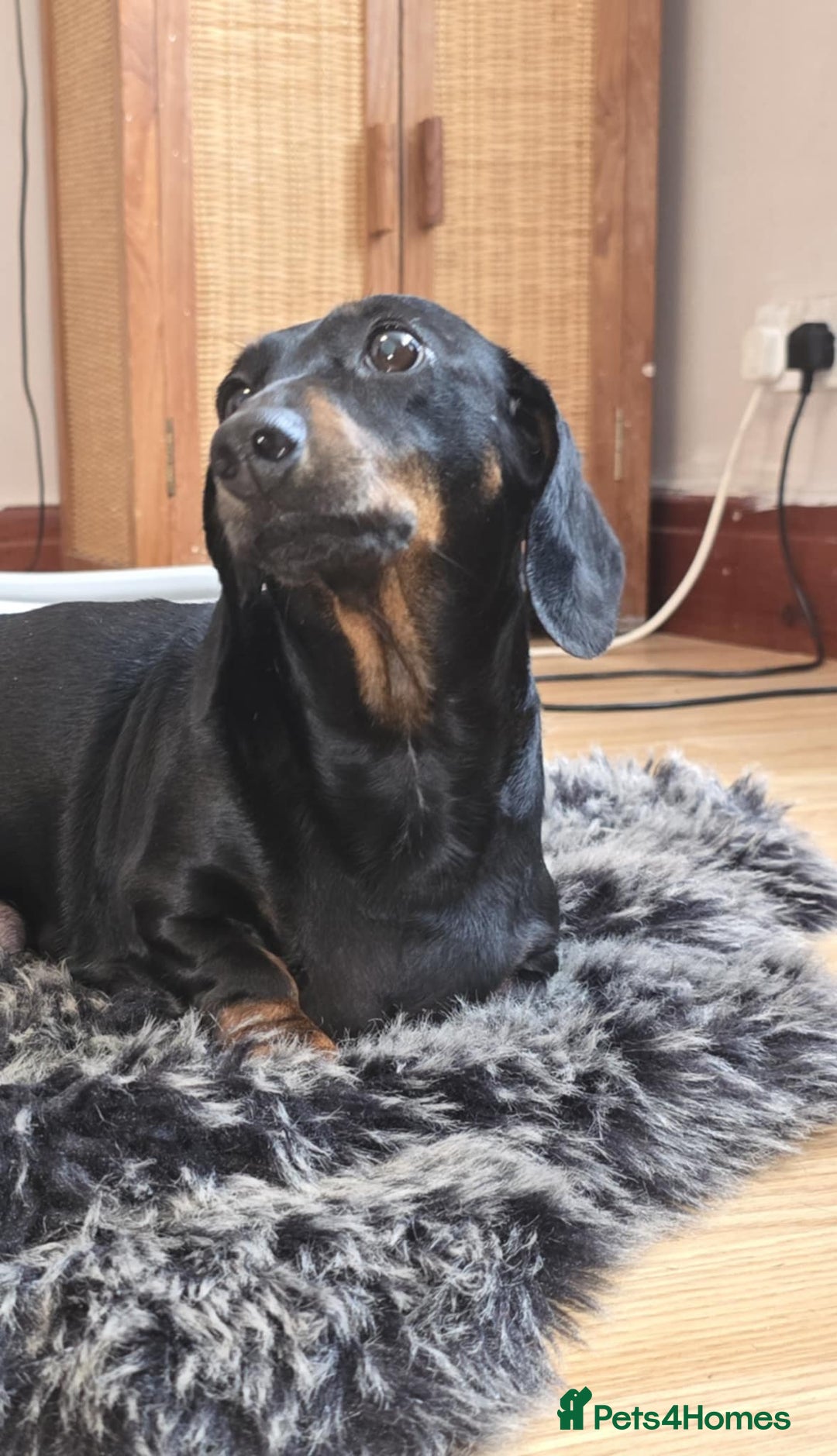 Miniature Dachshund dogs for sale: Miniature dachshund  - Image 4