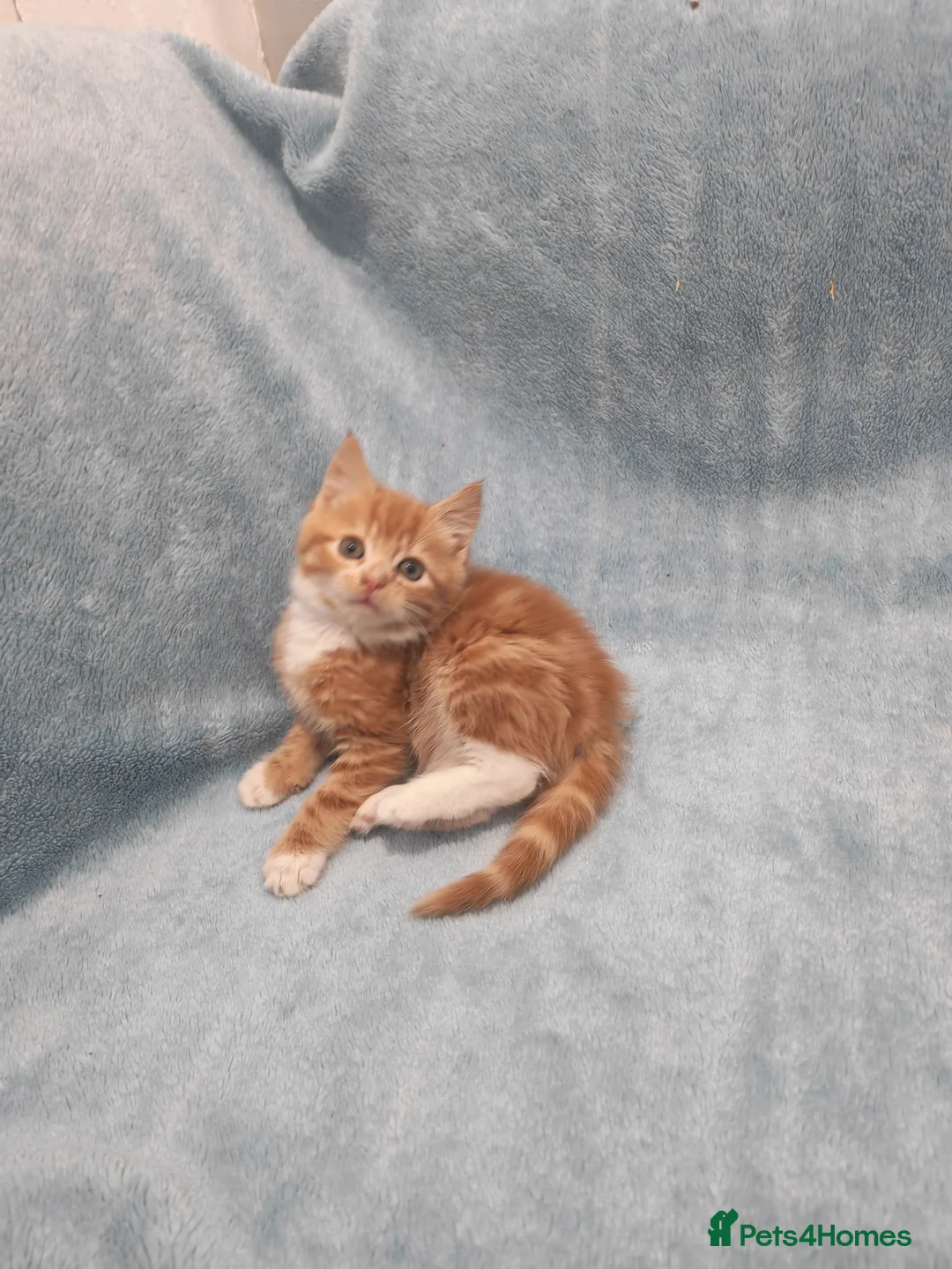 Mixed Breed cats for sale: Beautiful kittens VIDEOS - Advert 3