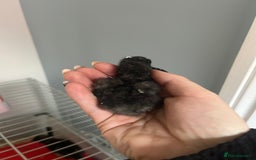 Chickens poultry for sale: Day old bantam silkie chicks  - Image 7