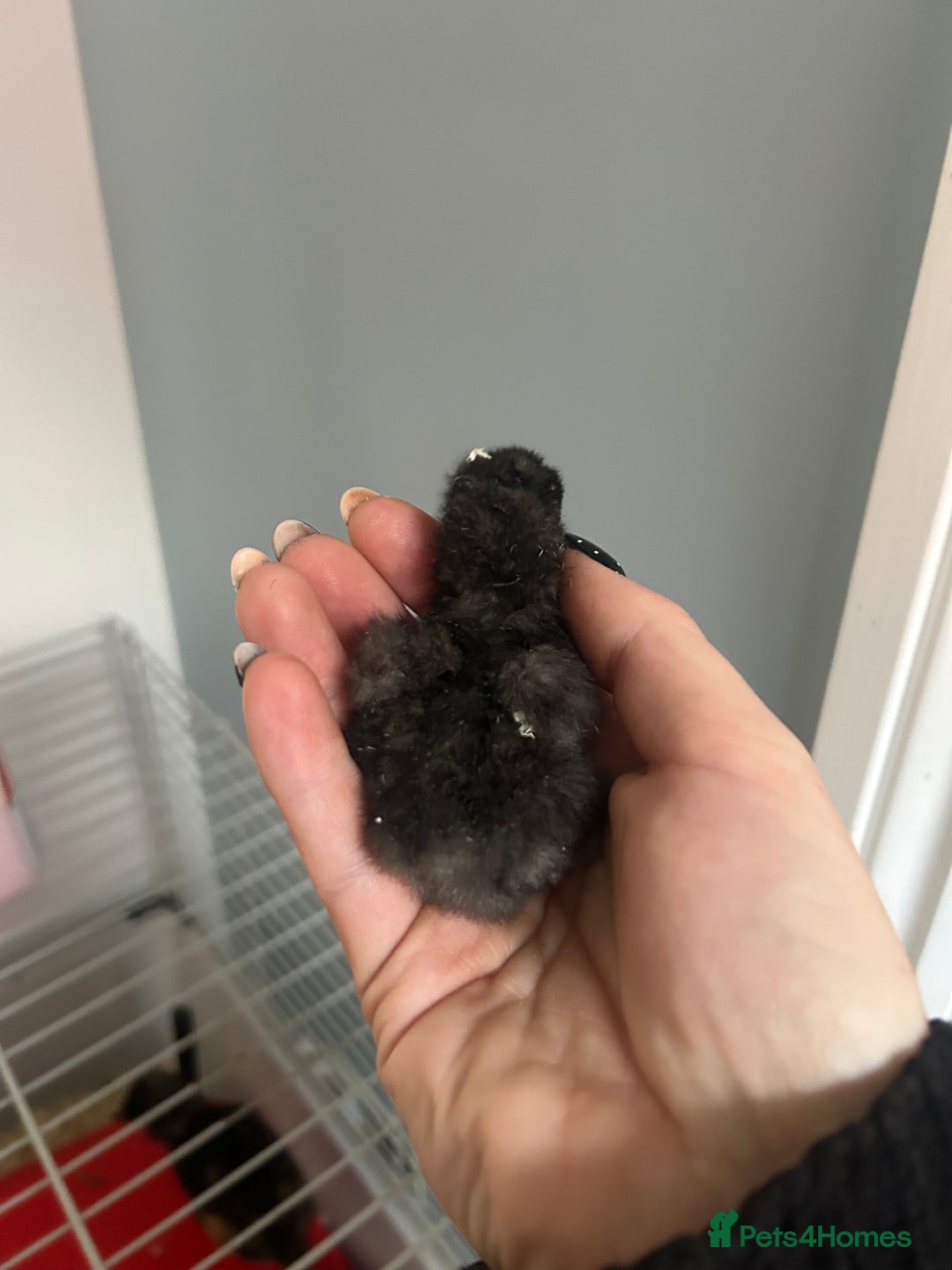 Chickens poultry for sale: Day old bantam silkie chicks  - Image 7