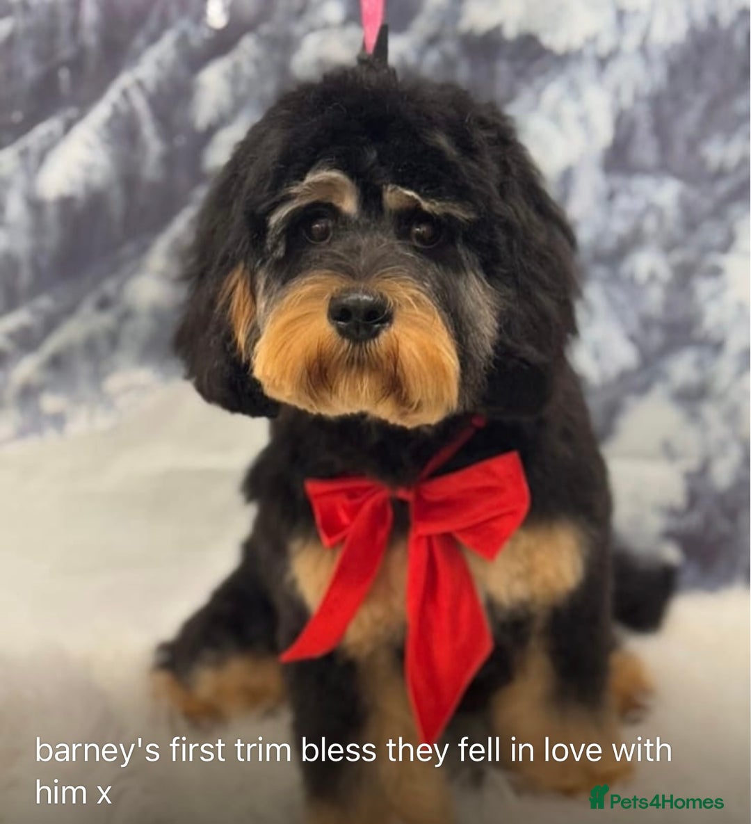 Cavapoo dogs for sale: Stunning litter of cavapoos - Image 22