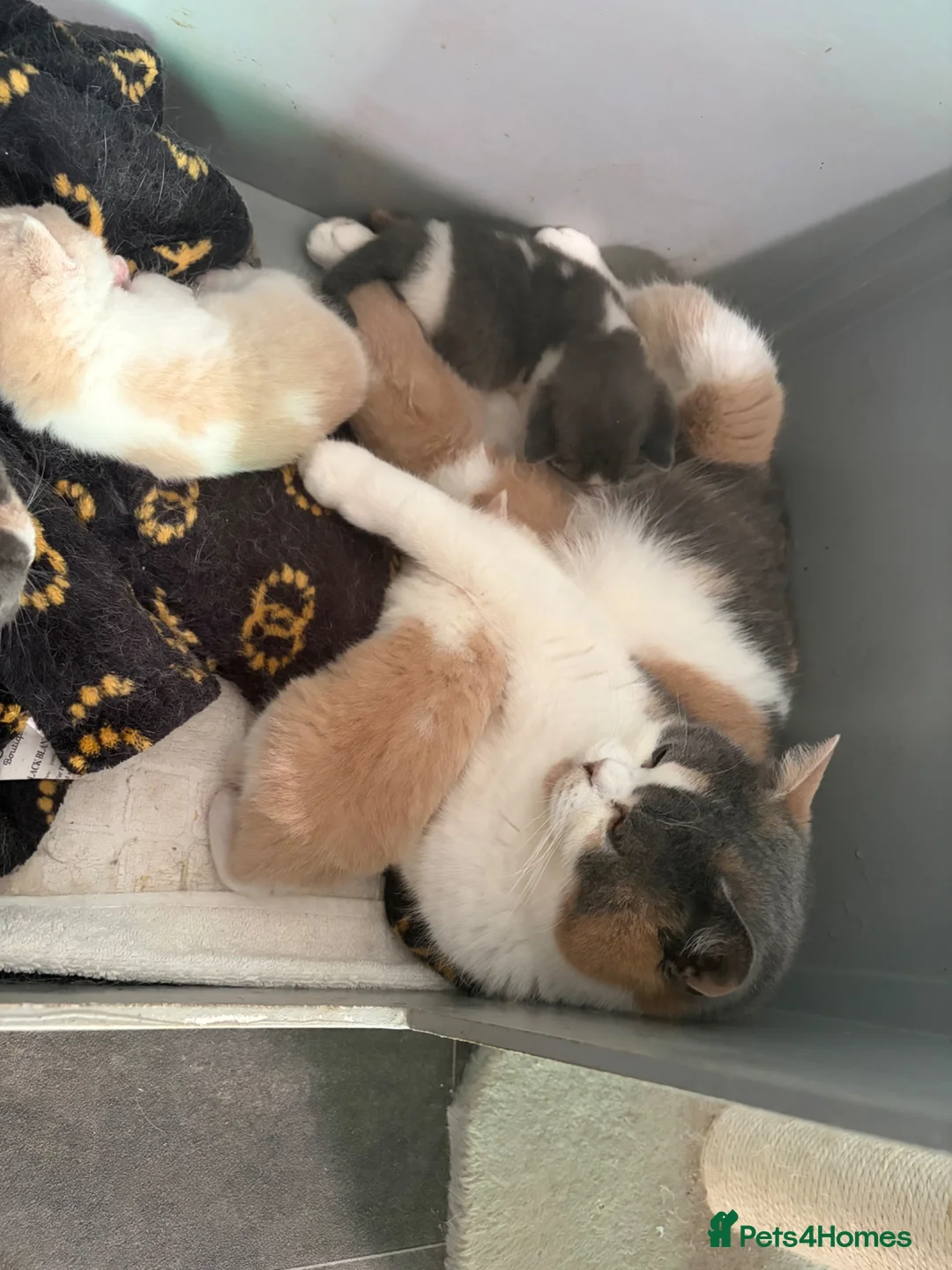 British Shorthair cats for sale: TICA registered BSH kittens  - Advert 1