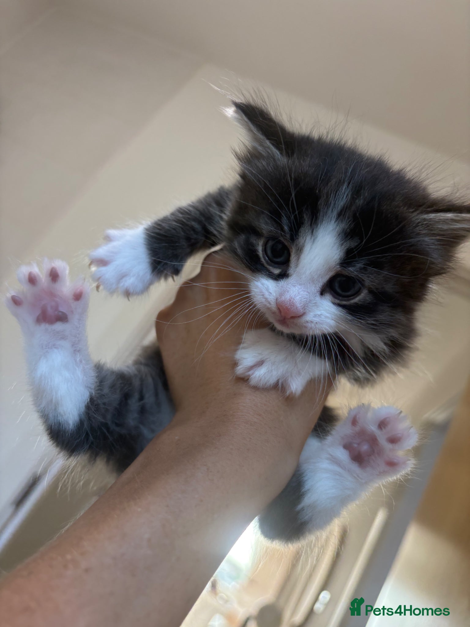 Ragdoll Kitten 4