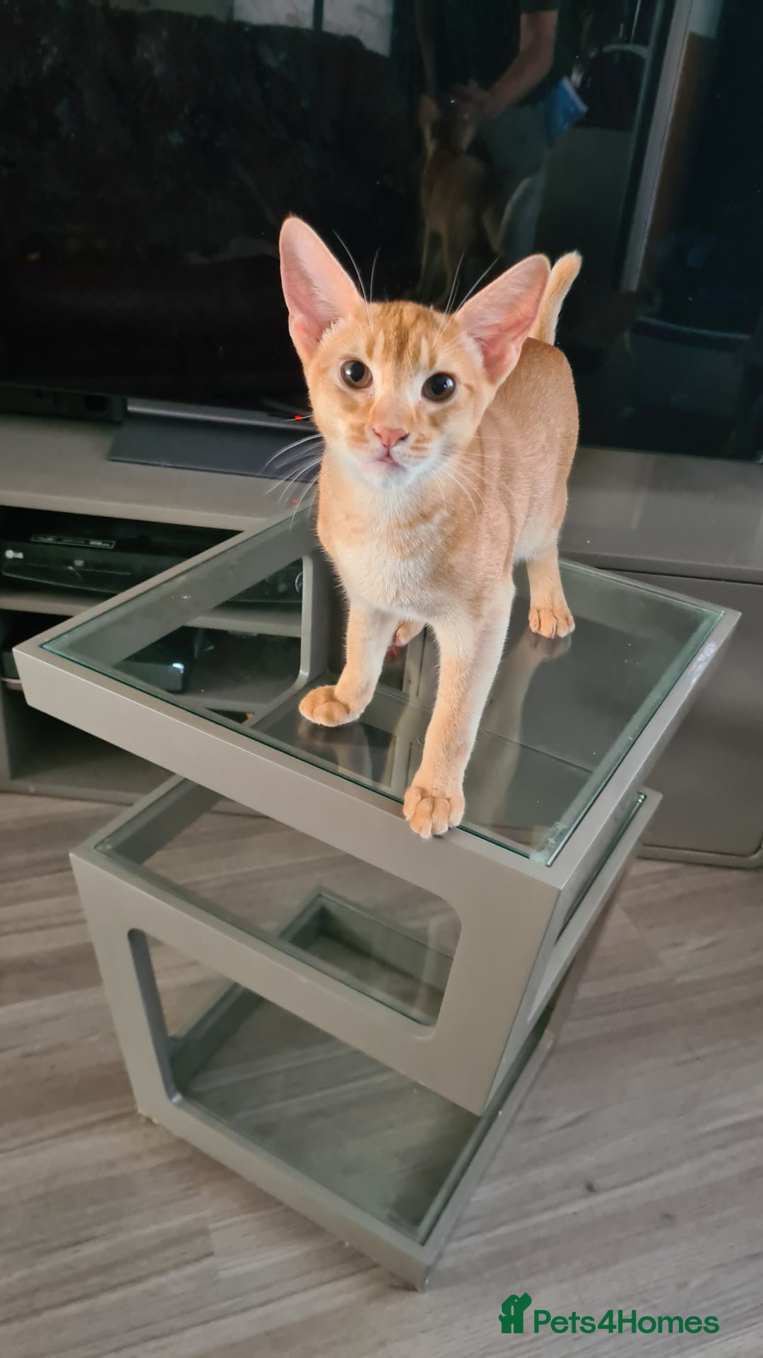 Abyssinian cats for sale: Abisinian kittens  - Image 18