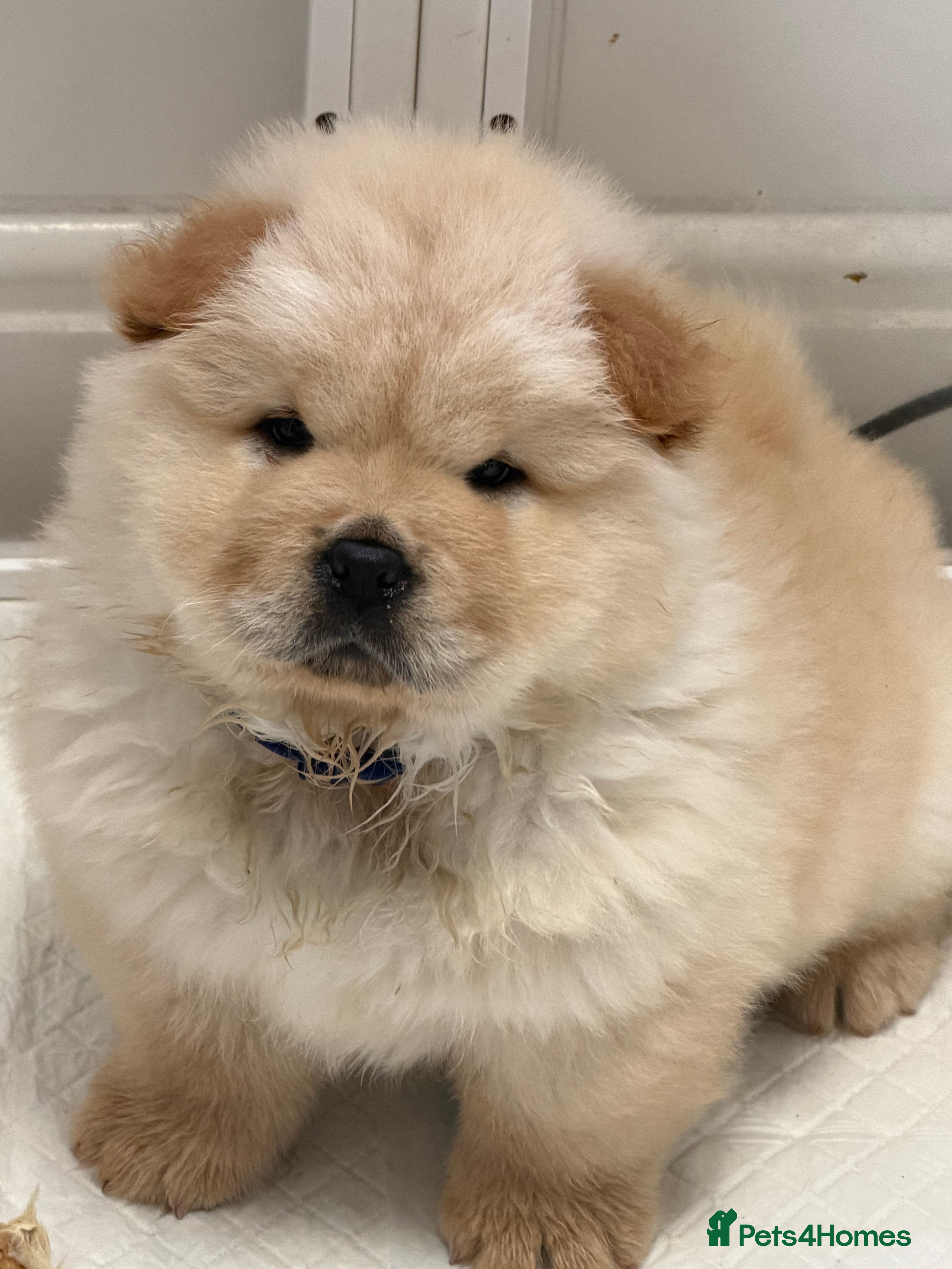 Chow Chow dogs Cream chow chow puppies - Advert 2