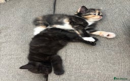 British Shorthair cats for sale: 2 half british short hair kittens left - Image 1
