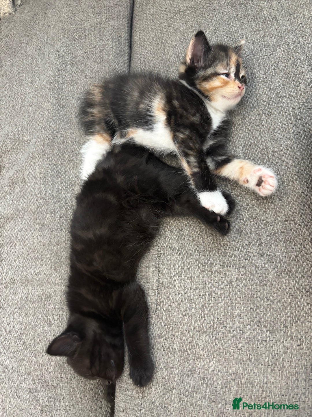 British Shorthair cats for sale: 2 half british short hair kittens left - Image 1