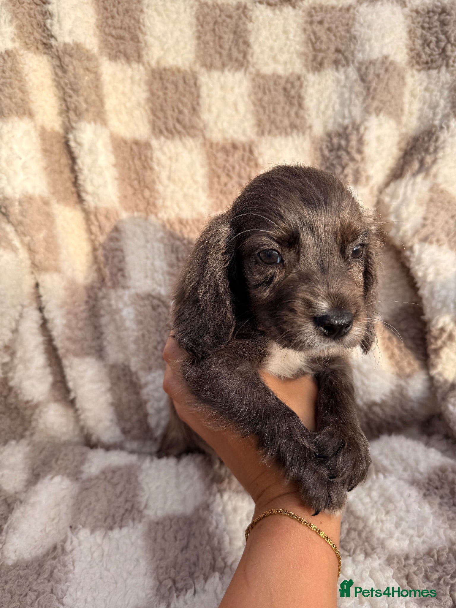 Cocker Spaniel dogs ⭐️READY TO LEAVE NOW ⭐️ - Advert 2