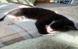 British Shorthair cats for sale: Lovely male kittens for sale - Image 2