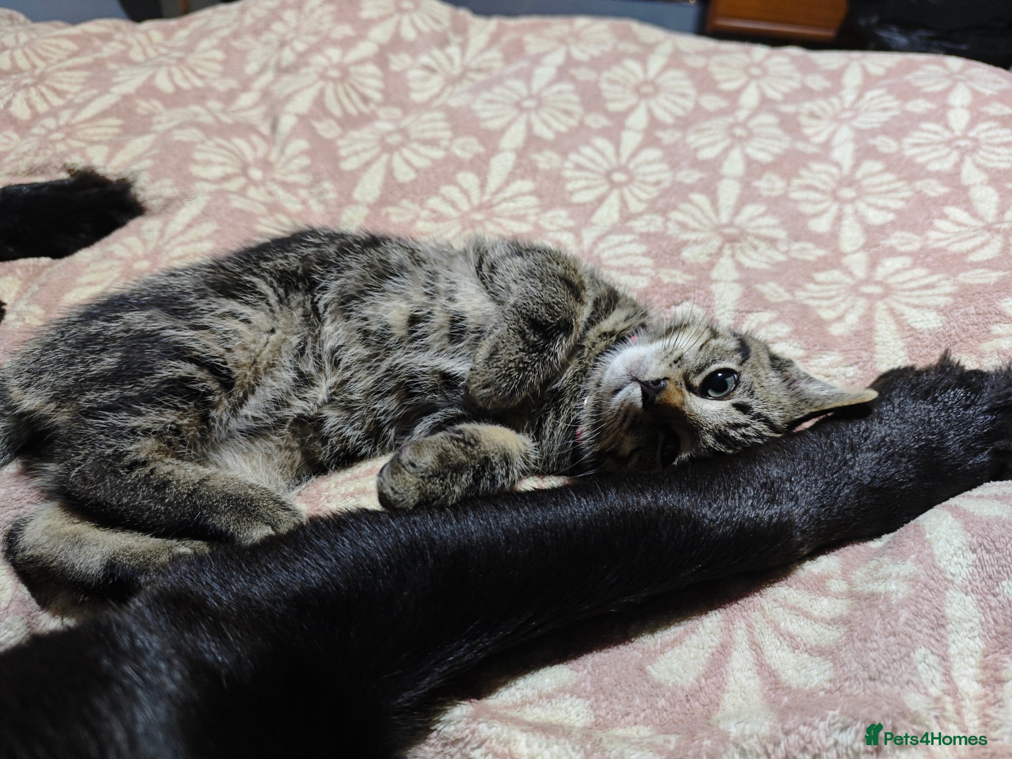 Mixed Breed cats for sale: kittens  - Advert 15