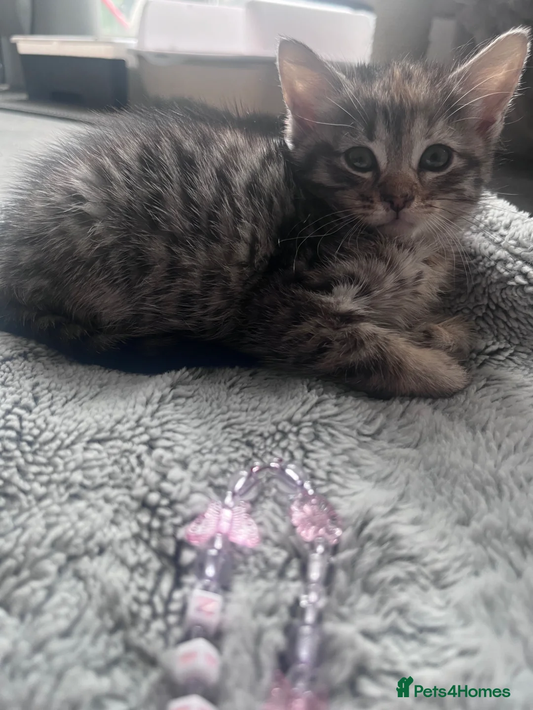 Mixed Breed cats for sale: Stunning 8 week Old Mix Breed kittens - Advert 2