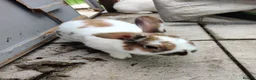 Mixed Breed rabbits for sale: Pair of male sibling mixed breed rabbits  - Advert 6
