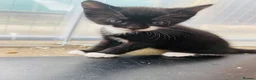 Siamese cats for sale: 5 Siamese mix babies  - Advert 2