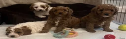 Cavapoo dogs for sale: 🐶🐾Stunning health clear cavapoo puppies🐾🐶 - Advert 18