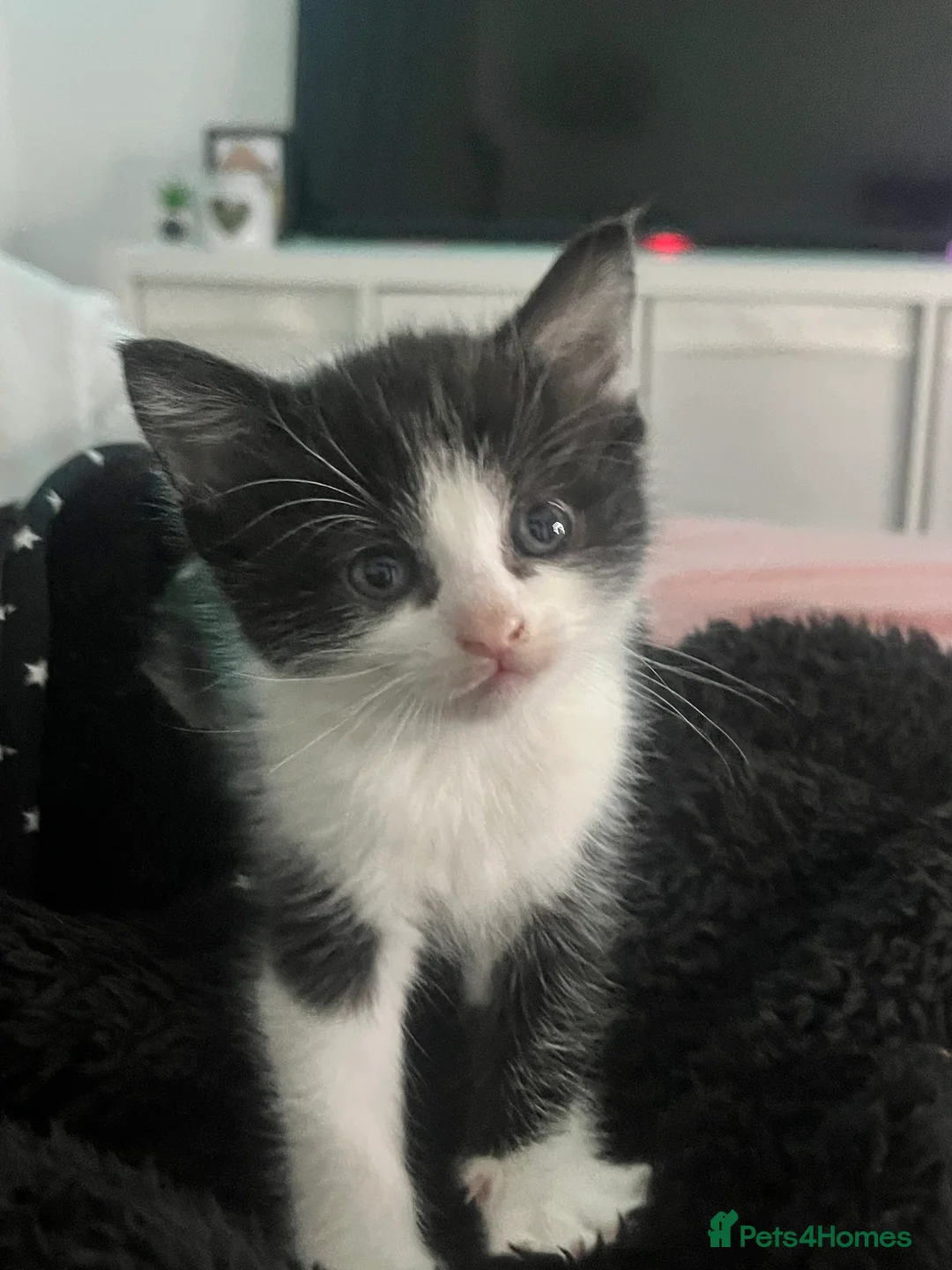 Mixed Breed cats for sale: CUTE KITTENS FOR SALE - Advert 7