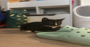 Mixed Breed cats - Advert 1