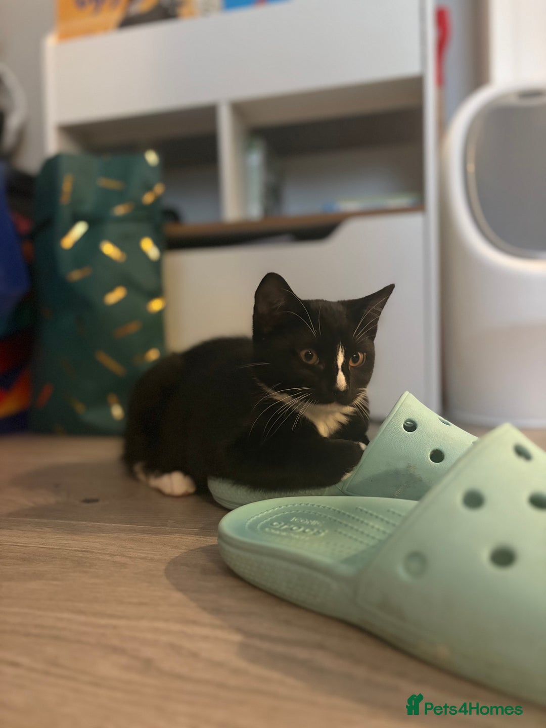 Mixed Breed cats for sale: Black and White Queen  - Image 3